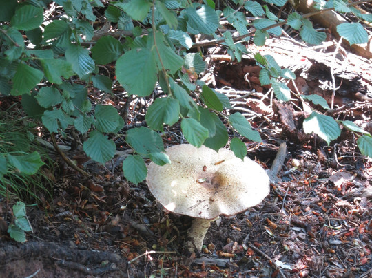 Val Di Fiemme-特伦蒂诺—上阿迪杰必去景点