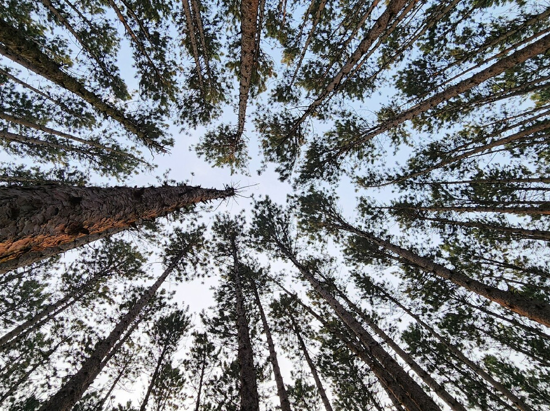 Oak Openings Preserve Metropark-Swanton必去景点