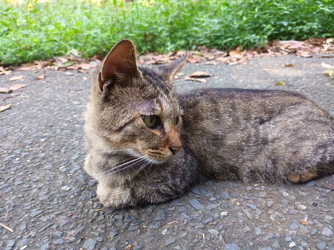 Cat Shrine-Tashirojima必去景点