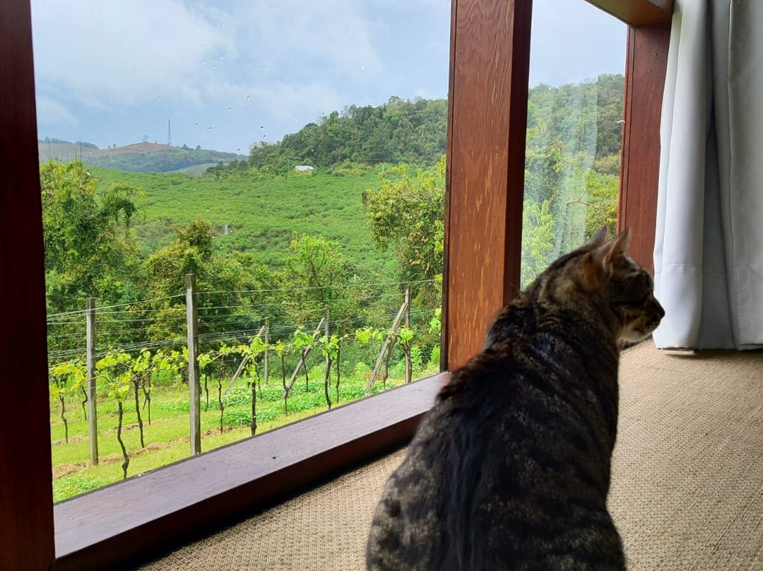 Dom Eliziario-本图贡萨尔维斯必去景点