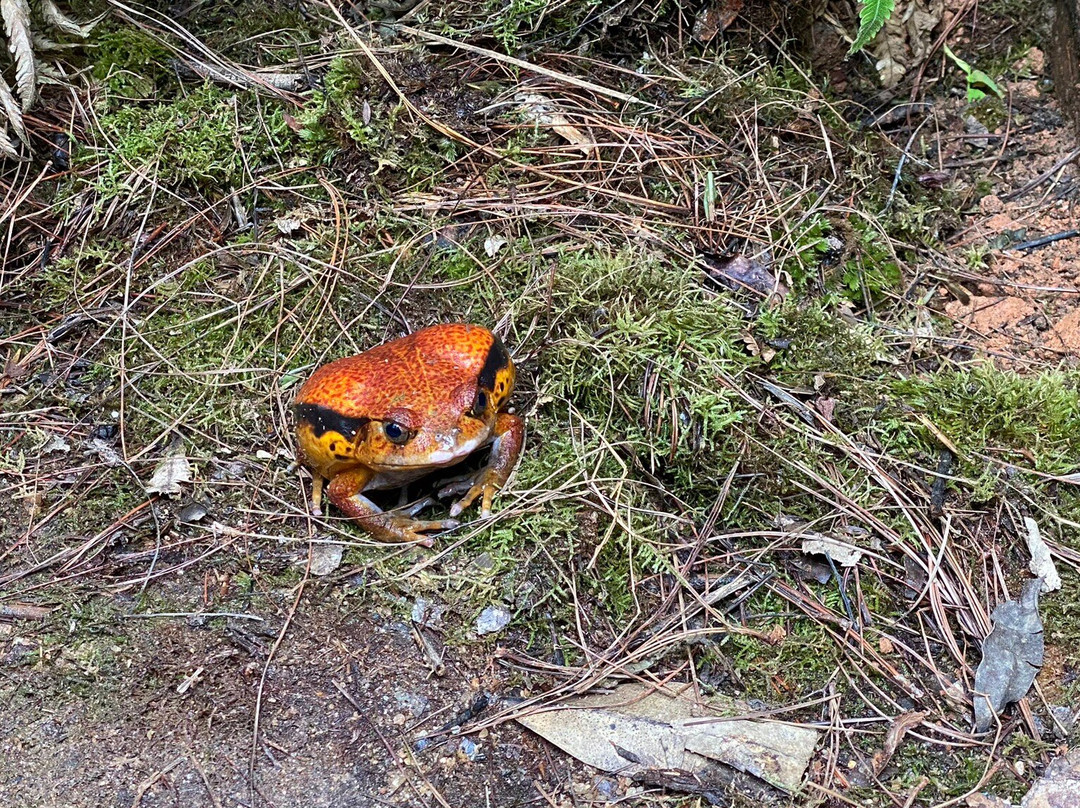 Reserve Peyrieras Madagascar Exotic景点图片