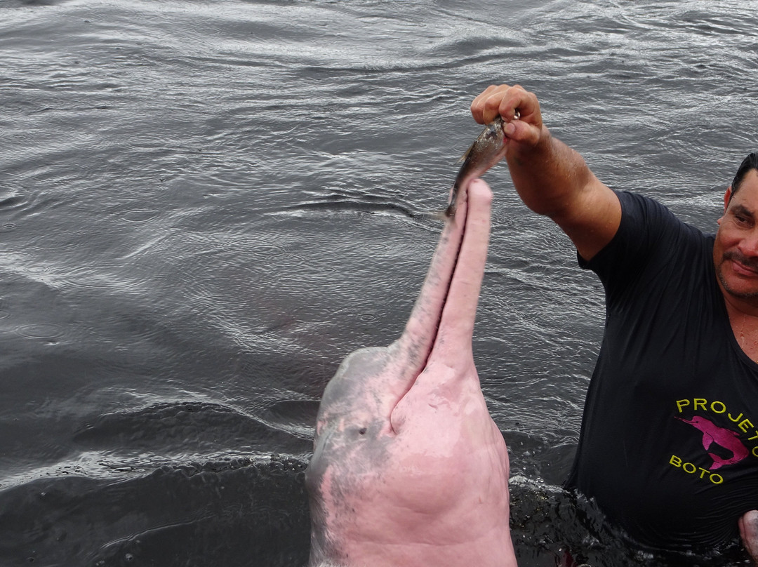 Pink Dolphins Floating Platform-Novo Airao必去景点