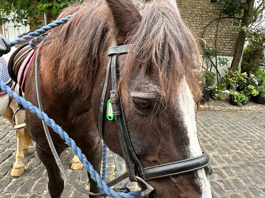 Ross Nye Stables-伦敦必去景点