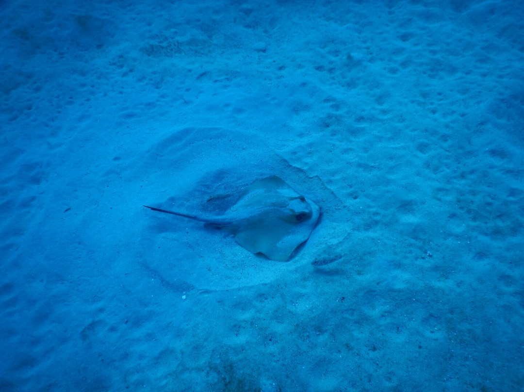 Lanzarote Dive Centre-卡门港必去景点