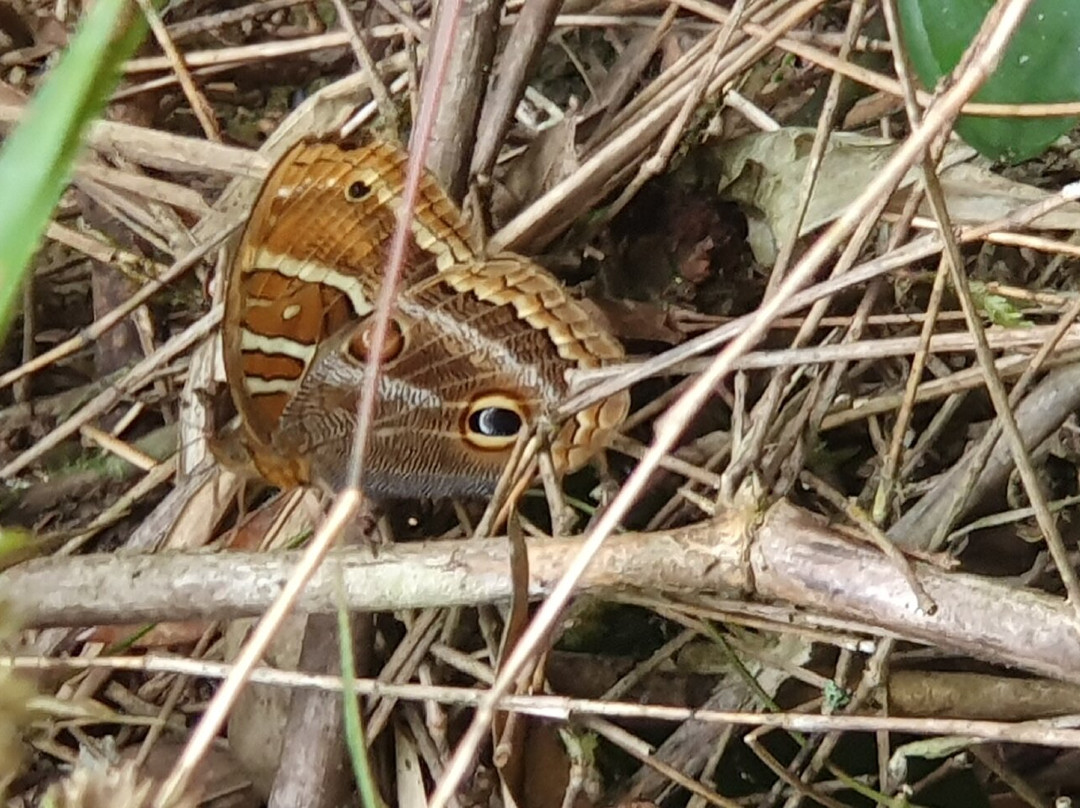 Parque Estadual Serra do Mar-Cunha必去景点