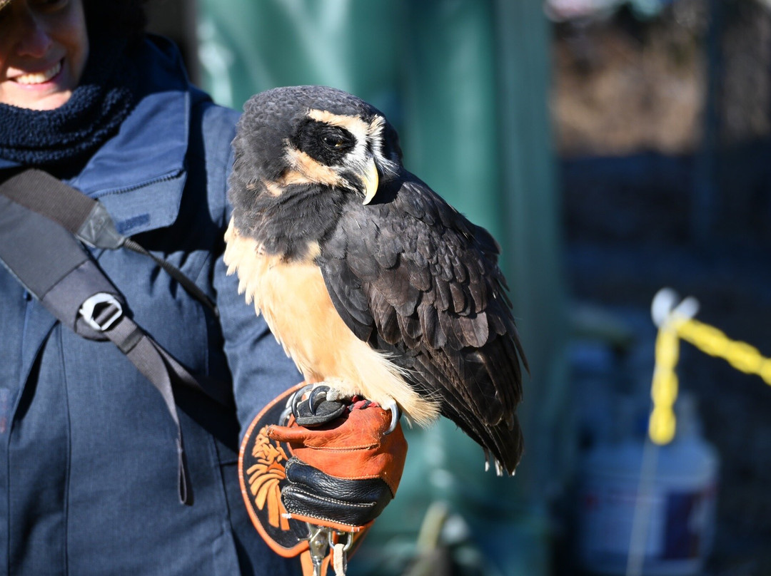 Falconry Excursions景点图片