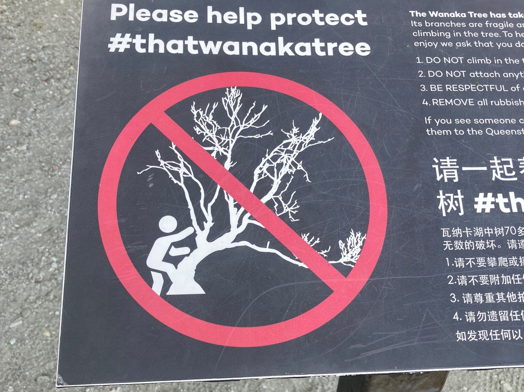 That Wanaka Tree-瓦纳卡必去景点