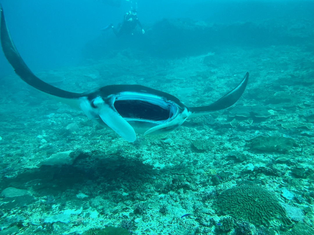 Relax Bali Wreck Dive Center-库布必去景点