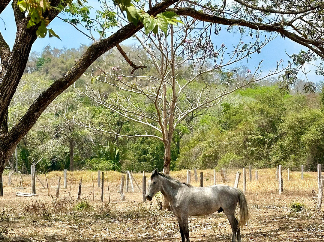 Horse Spirit Healing景点图片