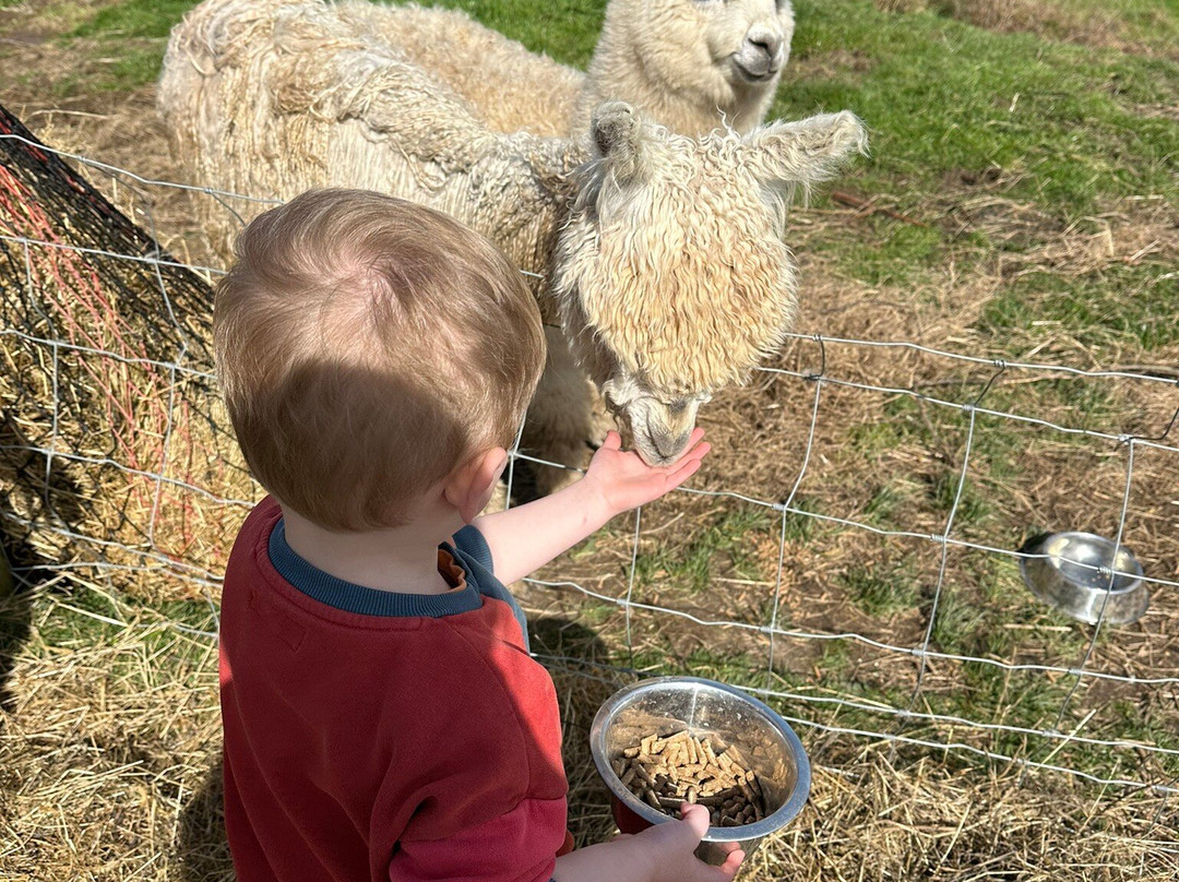 Seaside Alpacas West Cork景点图片