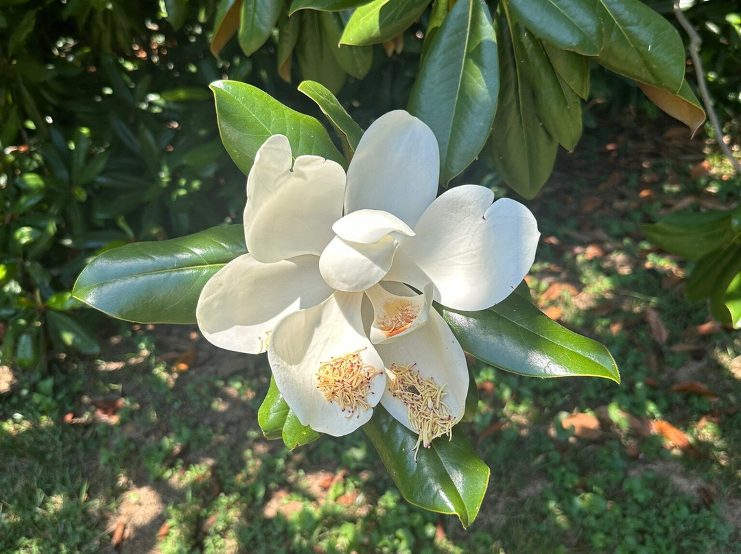 Berkeley Plantation-Charles City必去景点