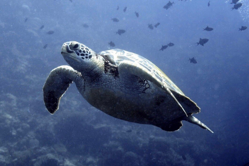 Siladen Resort & Spa Diving Center-Siladen Island必去景点