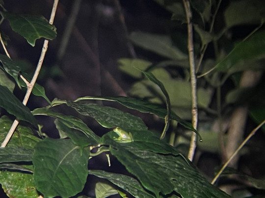 Finca Lantana Monteverde