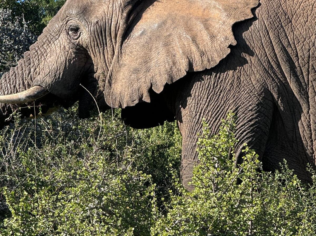 Wildly Africa-格拉罕镇必去景点