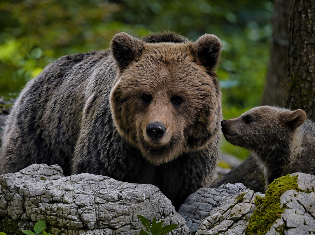 Slovenian Bears景点图片