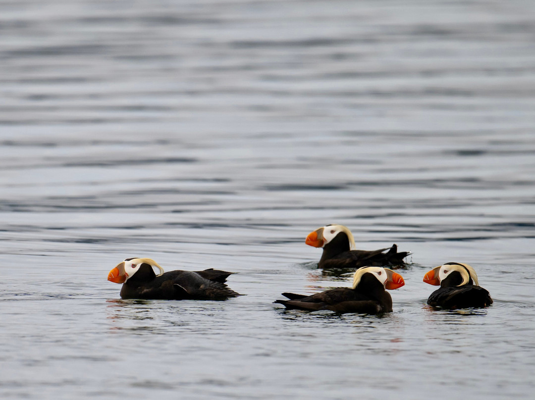Kodiak Boat Tours-Kodiak必去景点