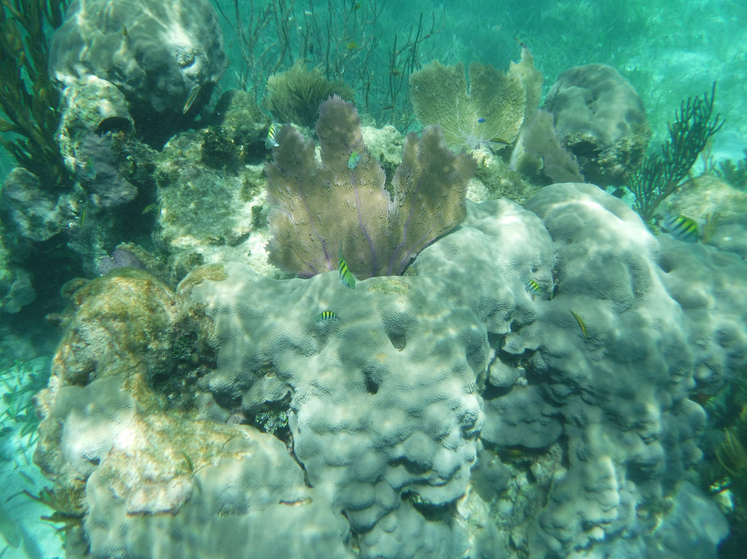 Aquanauts Dive Adventures-从莫雷洛斯港必去景点