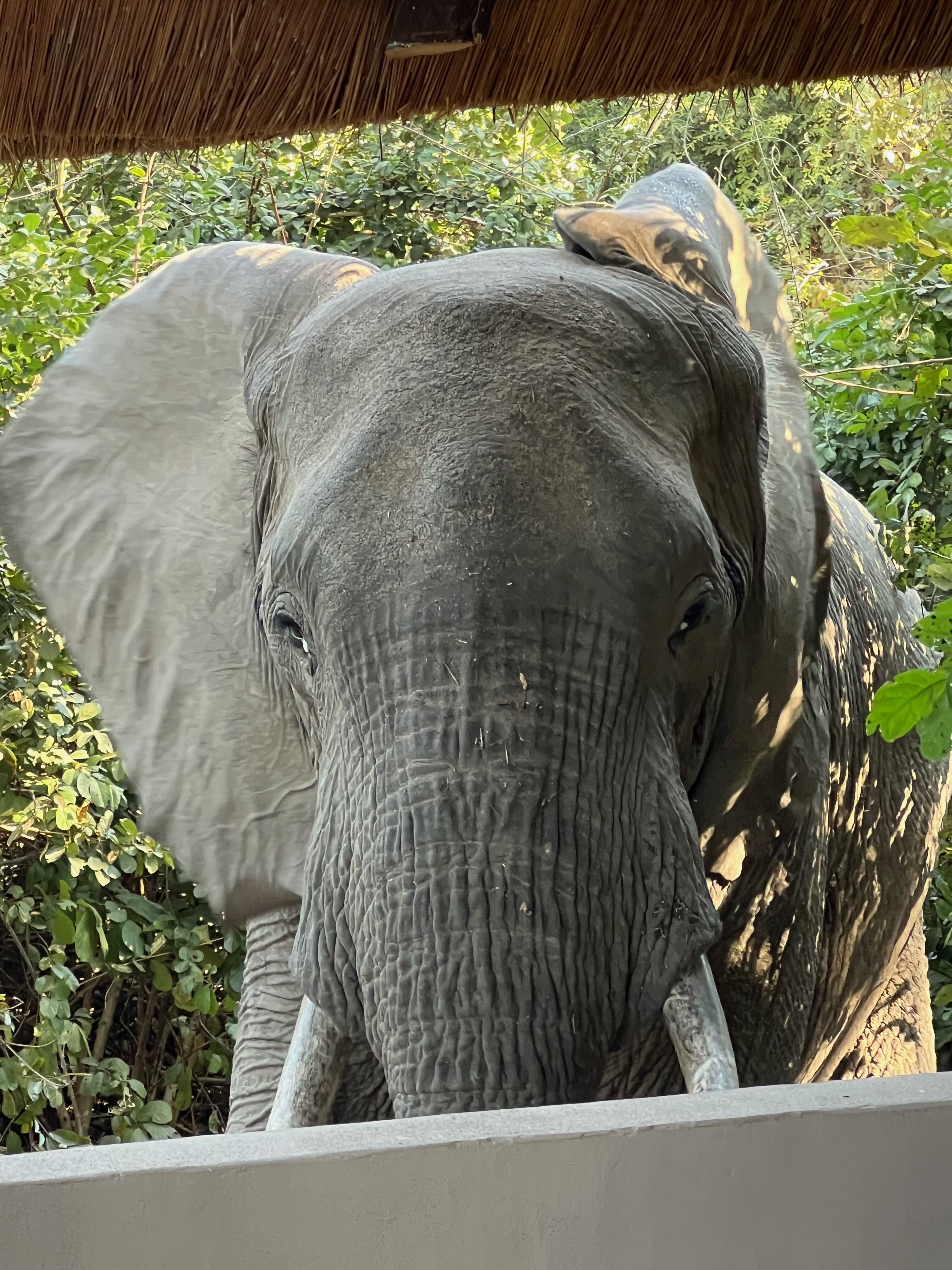 Lion Camp Safari Lodge-浴室