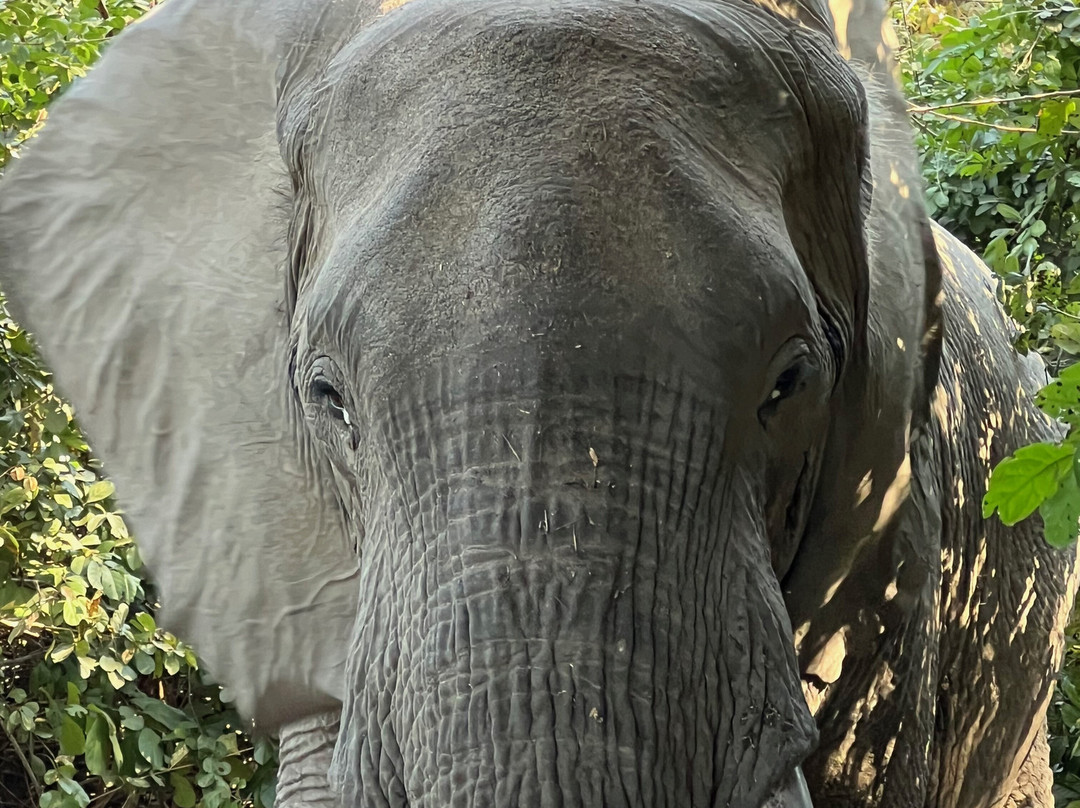 Lion Camp Safari Lodge主图