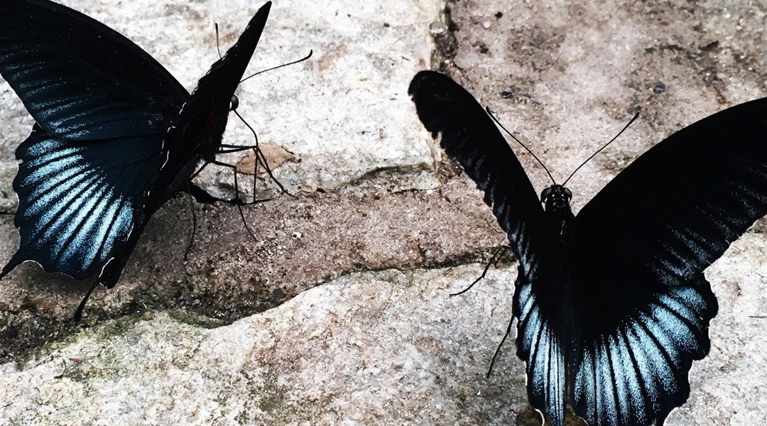 Butterfly Paradise:"Papiliorama"-Havelte必去景点