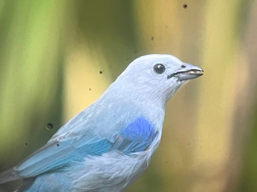 Birding Mindo Tours-明多必去景点