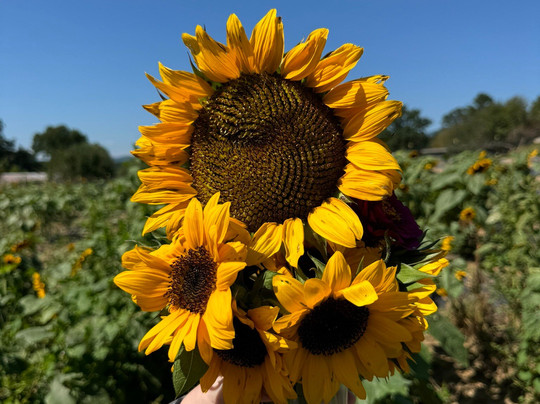 Aaron Family Orchards-Ellijay必去景点