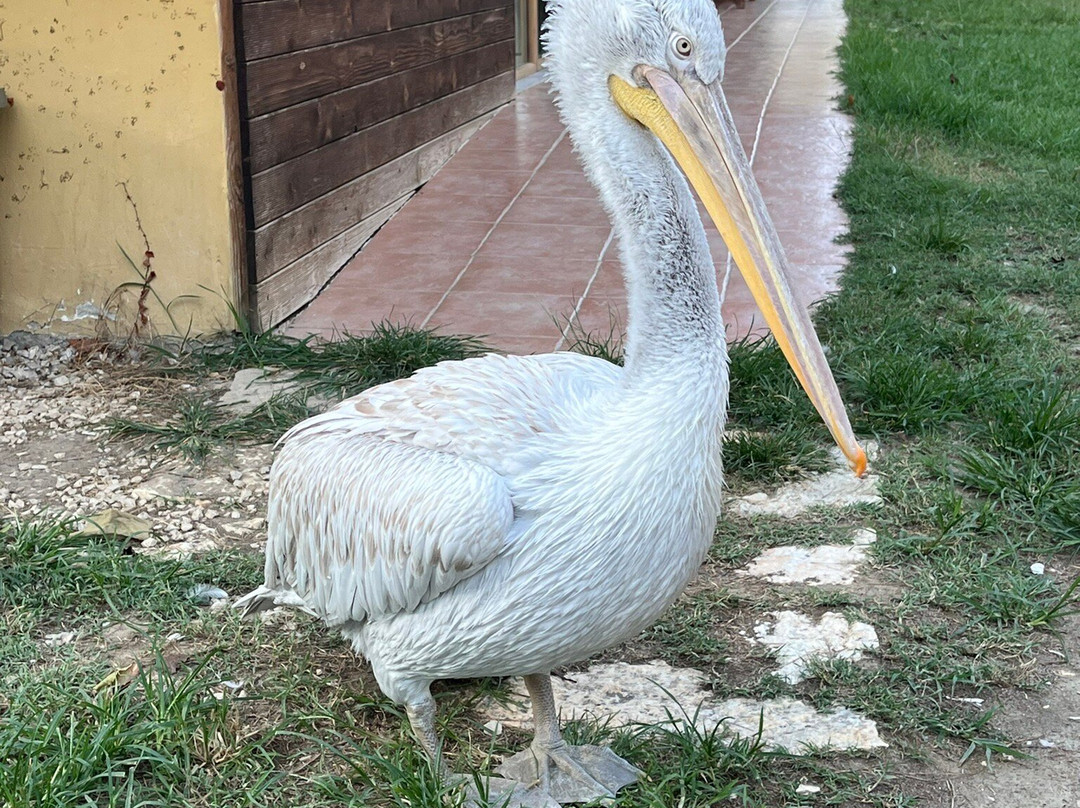 Laguna e Karavastasë-Divjake必去景点