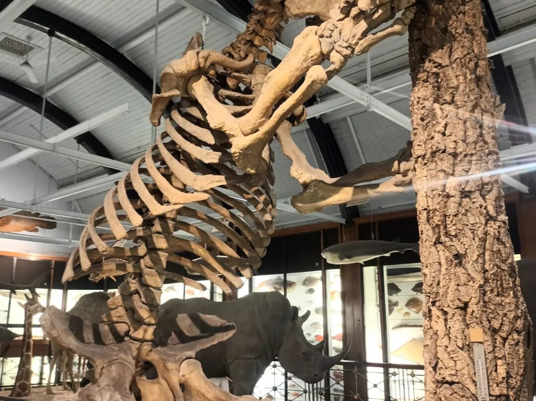 Natural History Museum at Tring景点图片