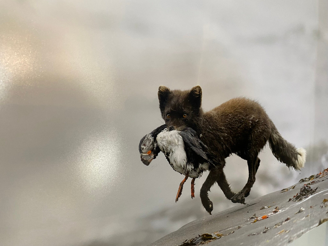 The Arctic Fox Centre-Sudavik必去景点