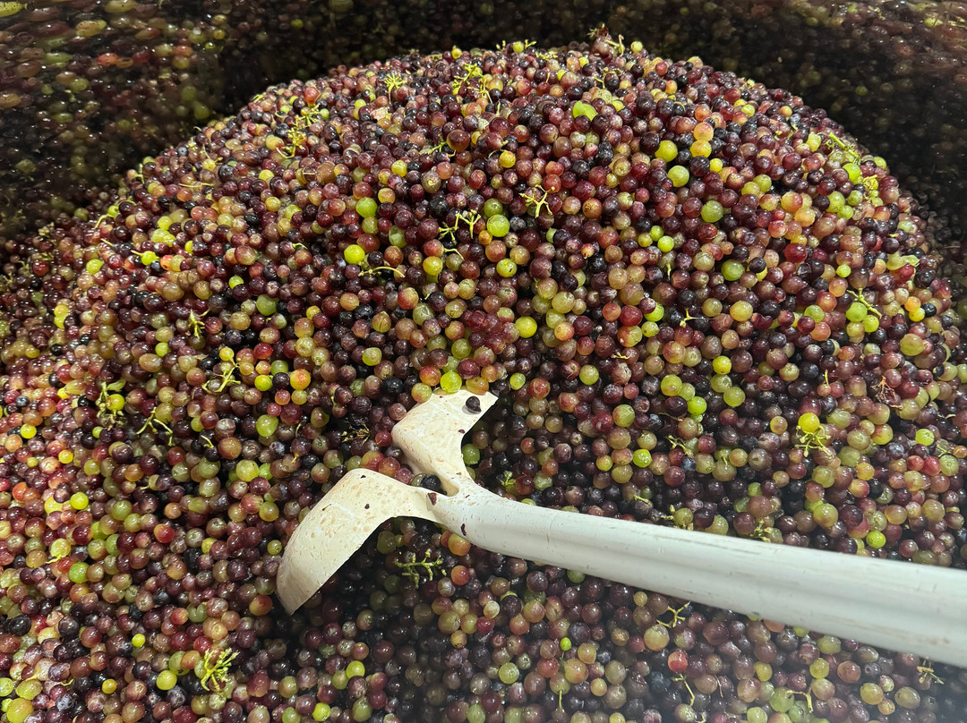 Bodega Terra Ión景点图片