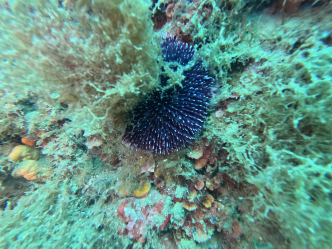 La Tribu Diving Academy景点图片