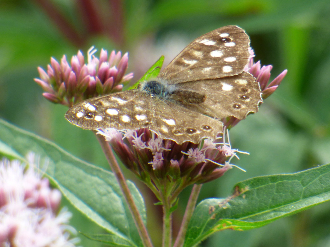 Sculthorpe Moor Nature Reserve-Fakenham必去景点