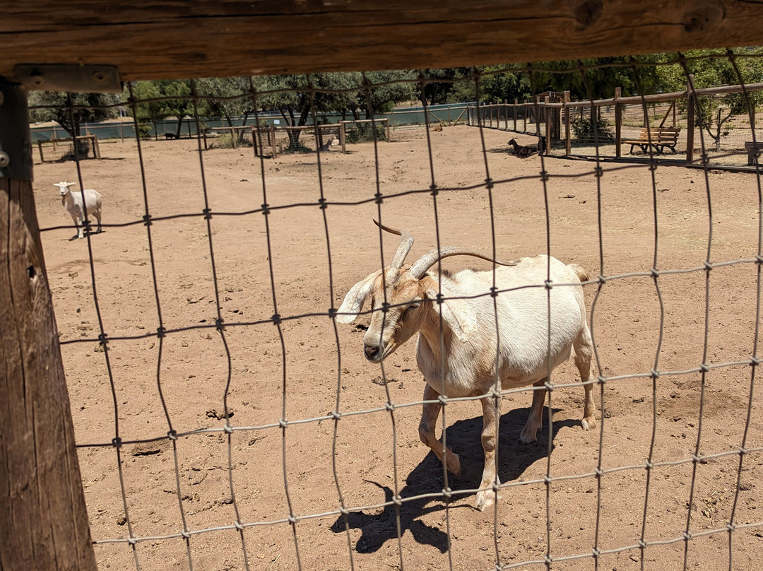 Alpine Acres Sanctuary Farm-Alpine必去景点