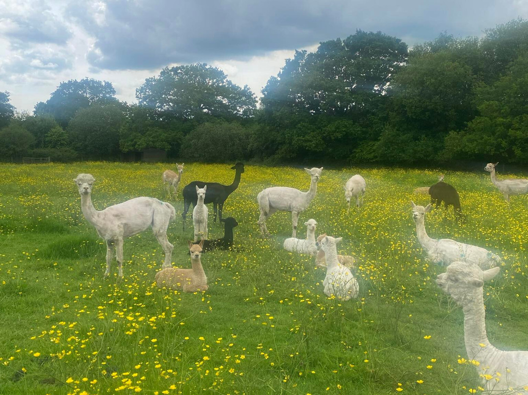 Petlake Alpacas of the New Forest景点图片