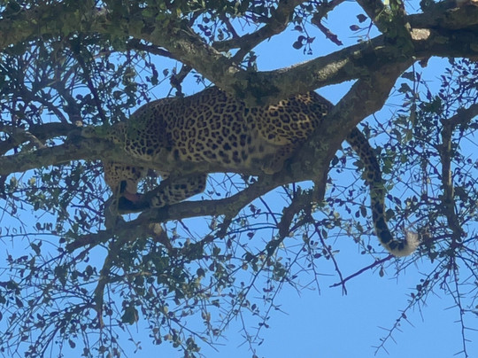 Sogno Kenya con Lorenzo di Andre-瓦塔木必去景点