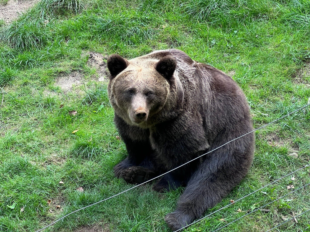 Wildpark Schwarze Berge-罗森加滕必去景点