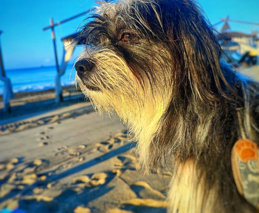 Pascià Glam Beach景点图片