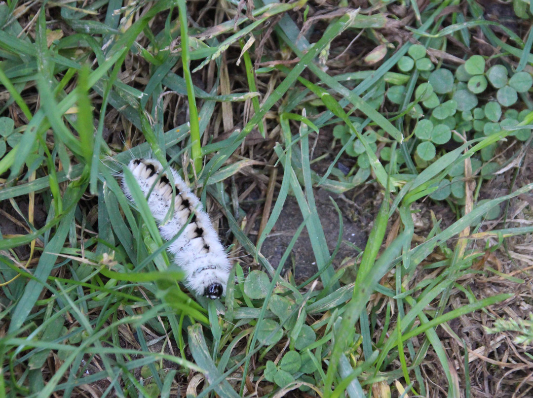 A.W. Campbell Conservation Area-Alvinston必去景点