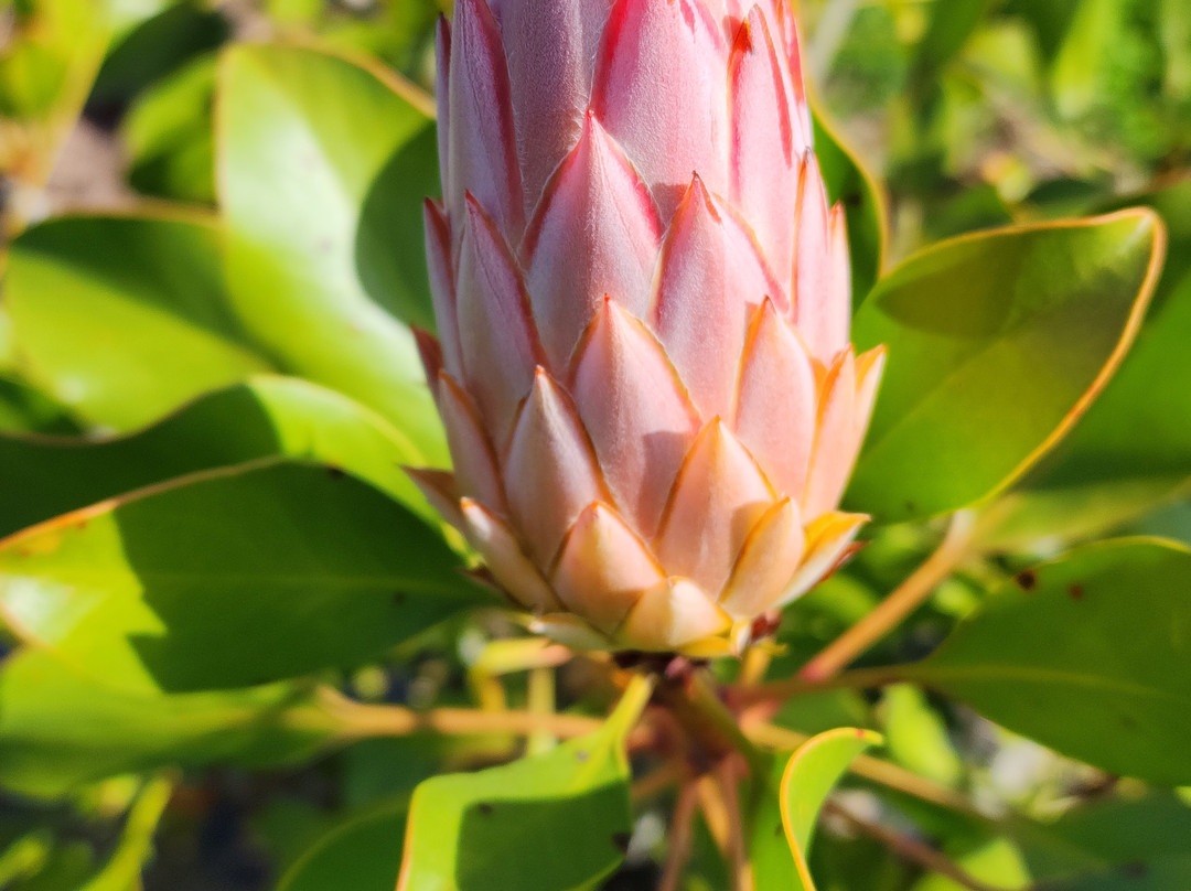 Simbavati Fynbos On Sea主图