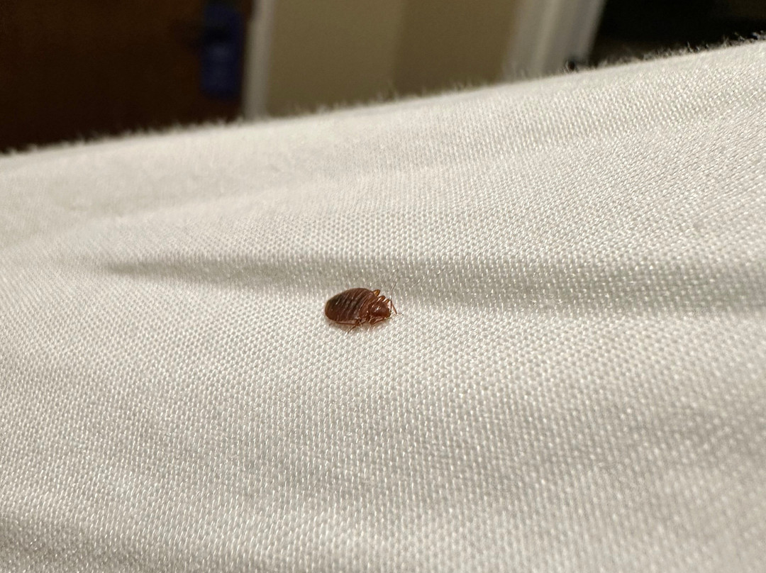 Best Western Plus Louisa主图