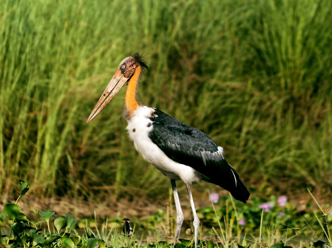 The Chitwan Tiger Guide Service And Mini Library-苏拉哈必去景点