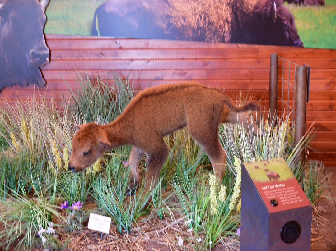 Custer State Park Wildlife Station Visitor Center-Hermosa必去景点