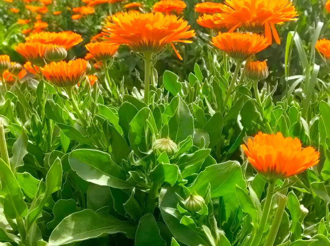 Tunis Village Fayoum-法尤姆必去景点