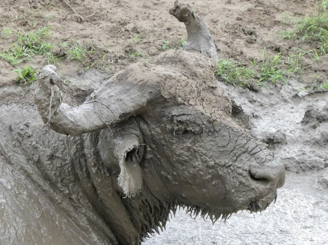 Bujo Safaris-Kasese必去景点