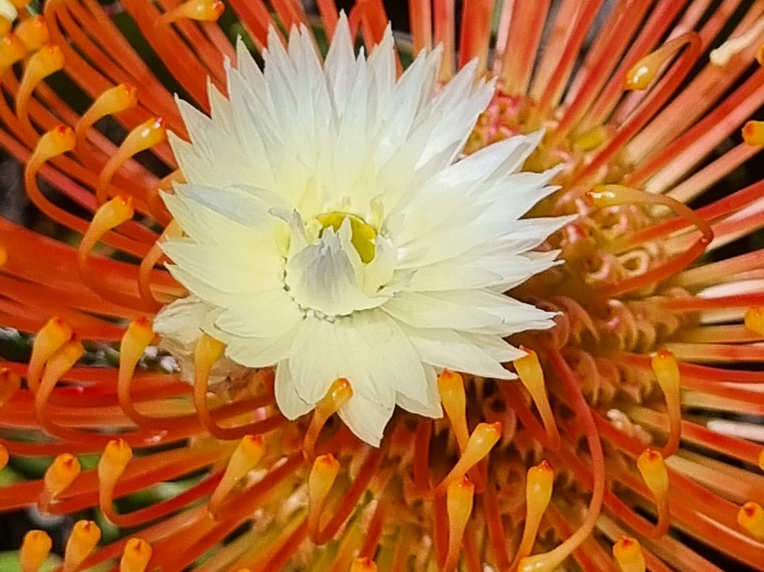 Fynbos Trail景点图片