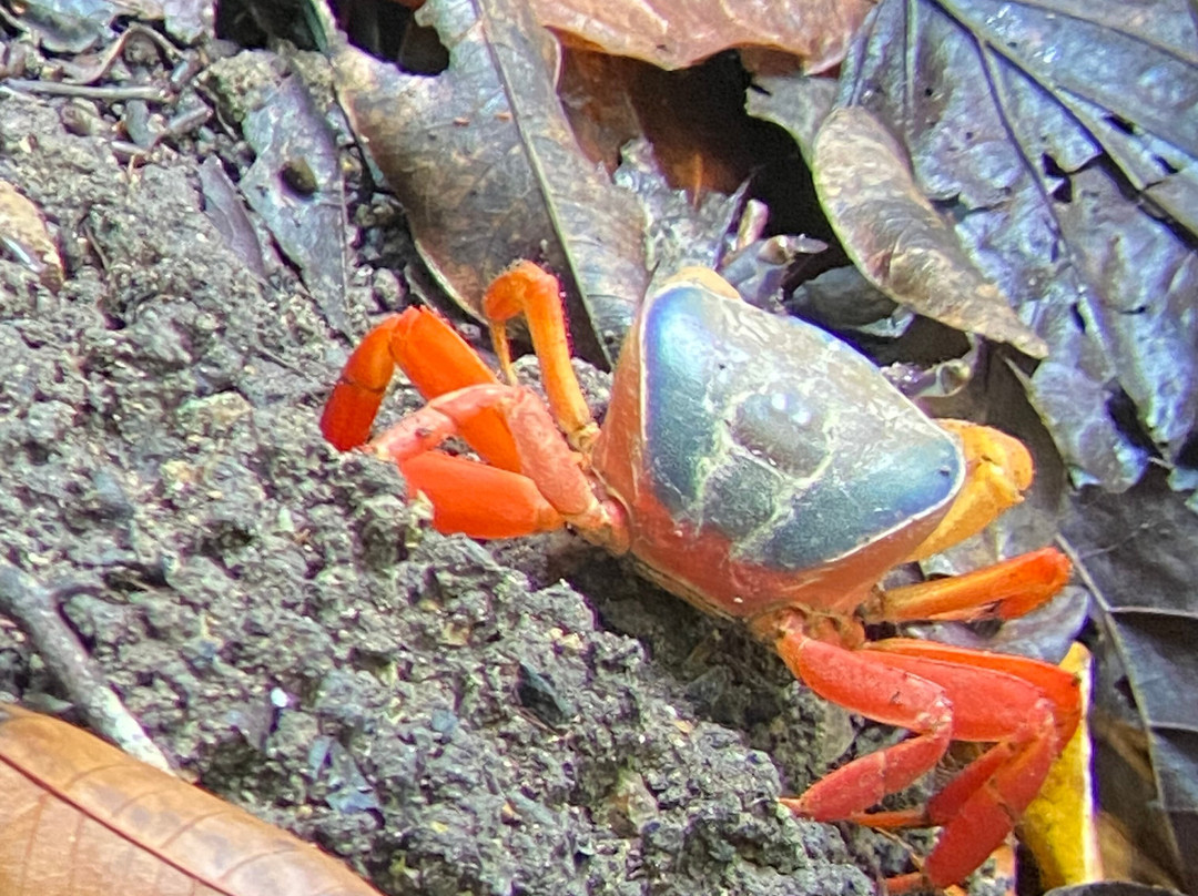 Manuel Antonio Park Wildlife Tour-哥斯达黎加安东尼奥国家公园必去景点