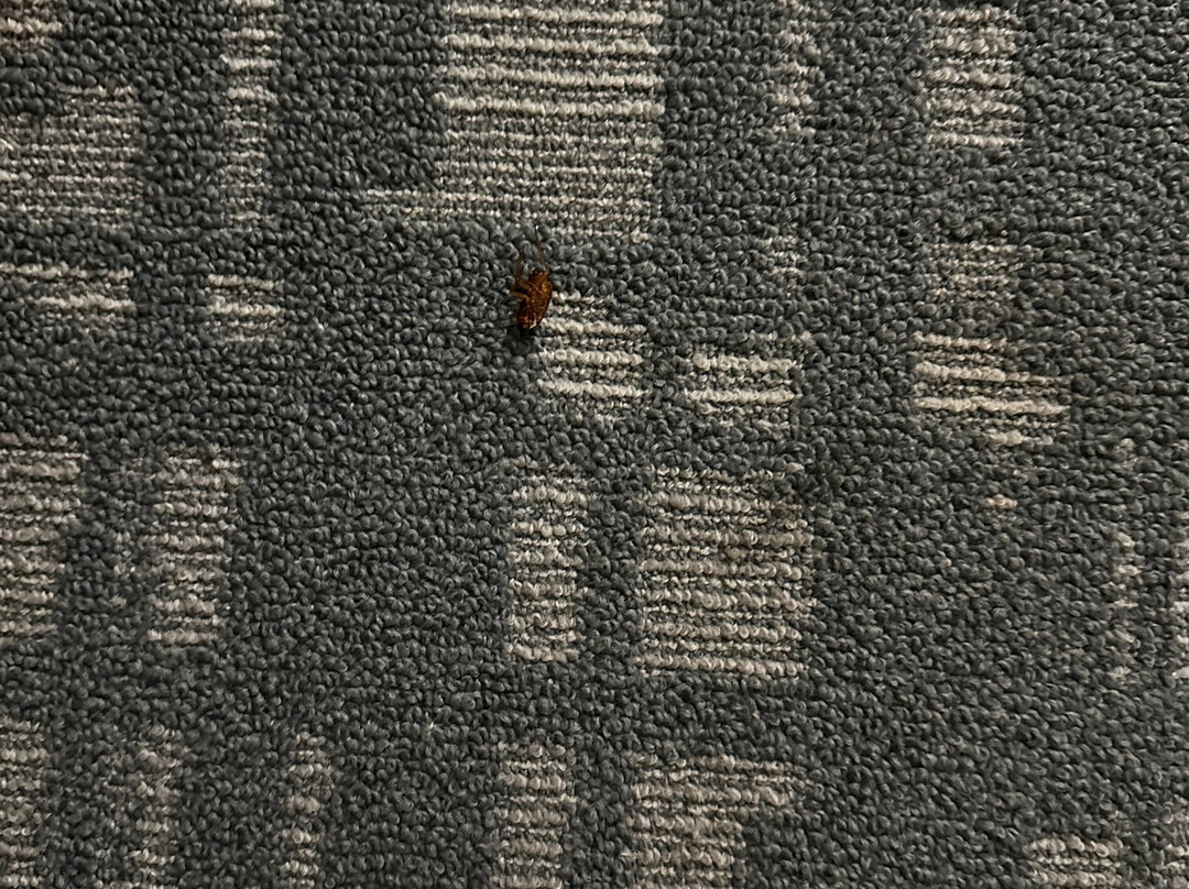 阿德尔希尔顿恒庭酒店主图