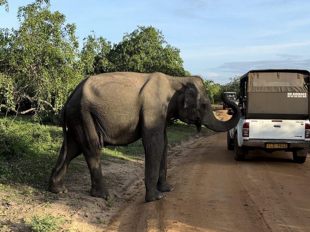 雅拉国家公园观赏野生动物-雅拉国家公园必去景点