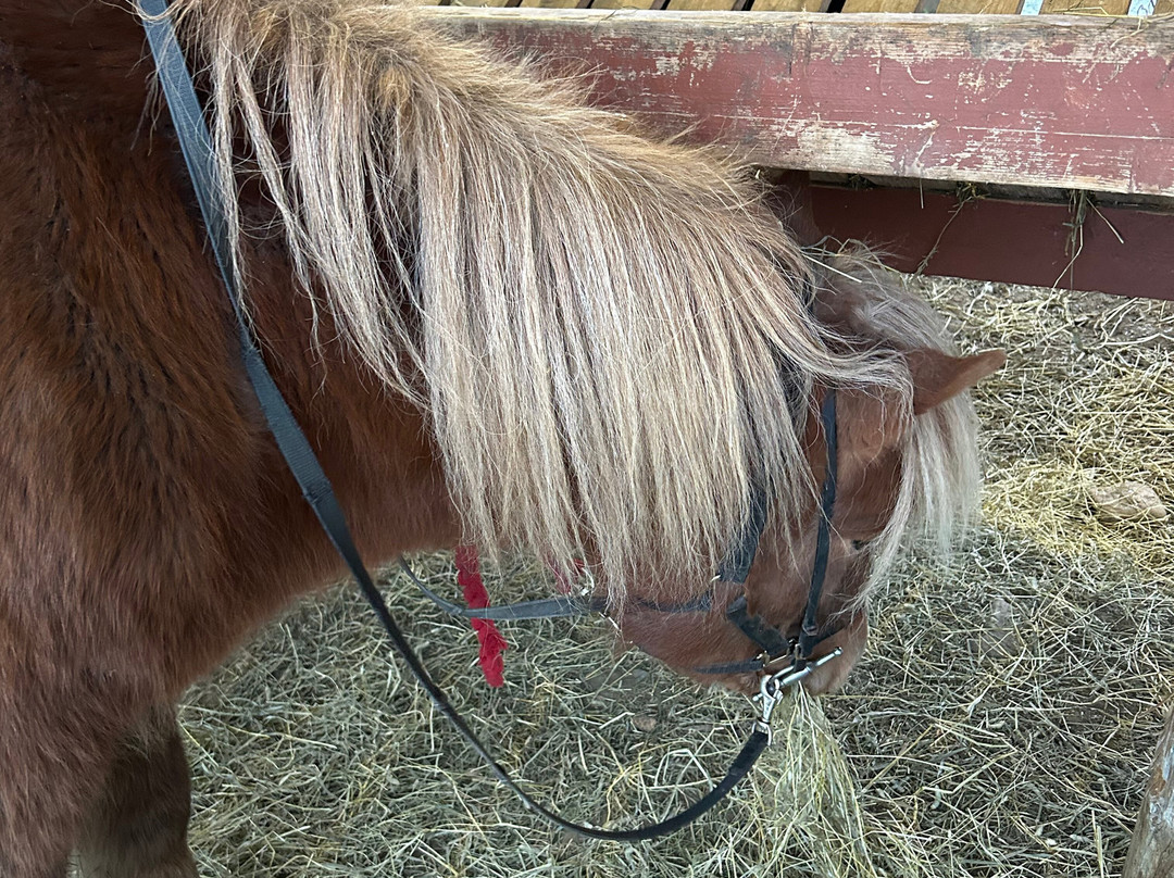Lapin Saaga Icelandic Horse Stable in Levi-Sirkka必去景点
