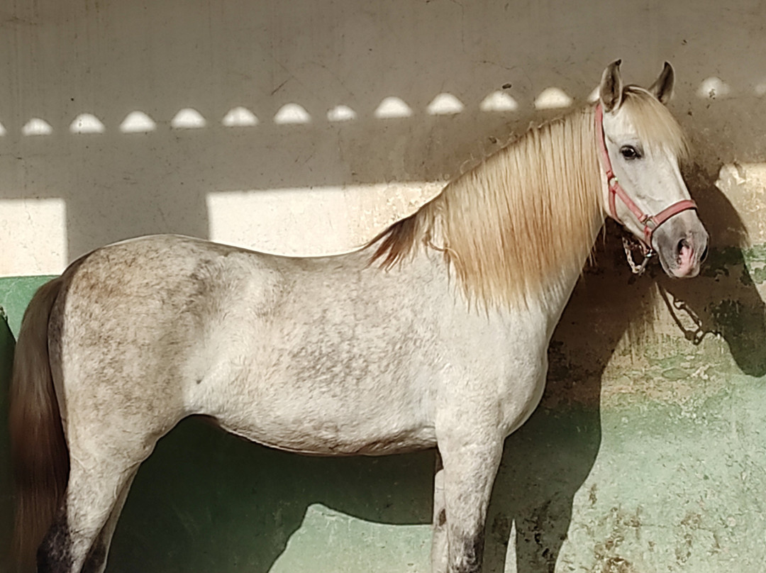 Son Menut Finca主图